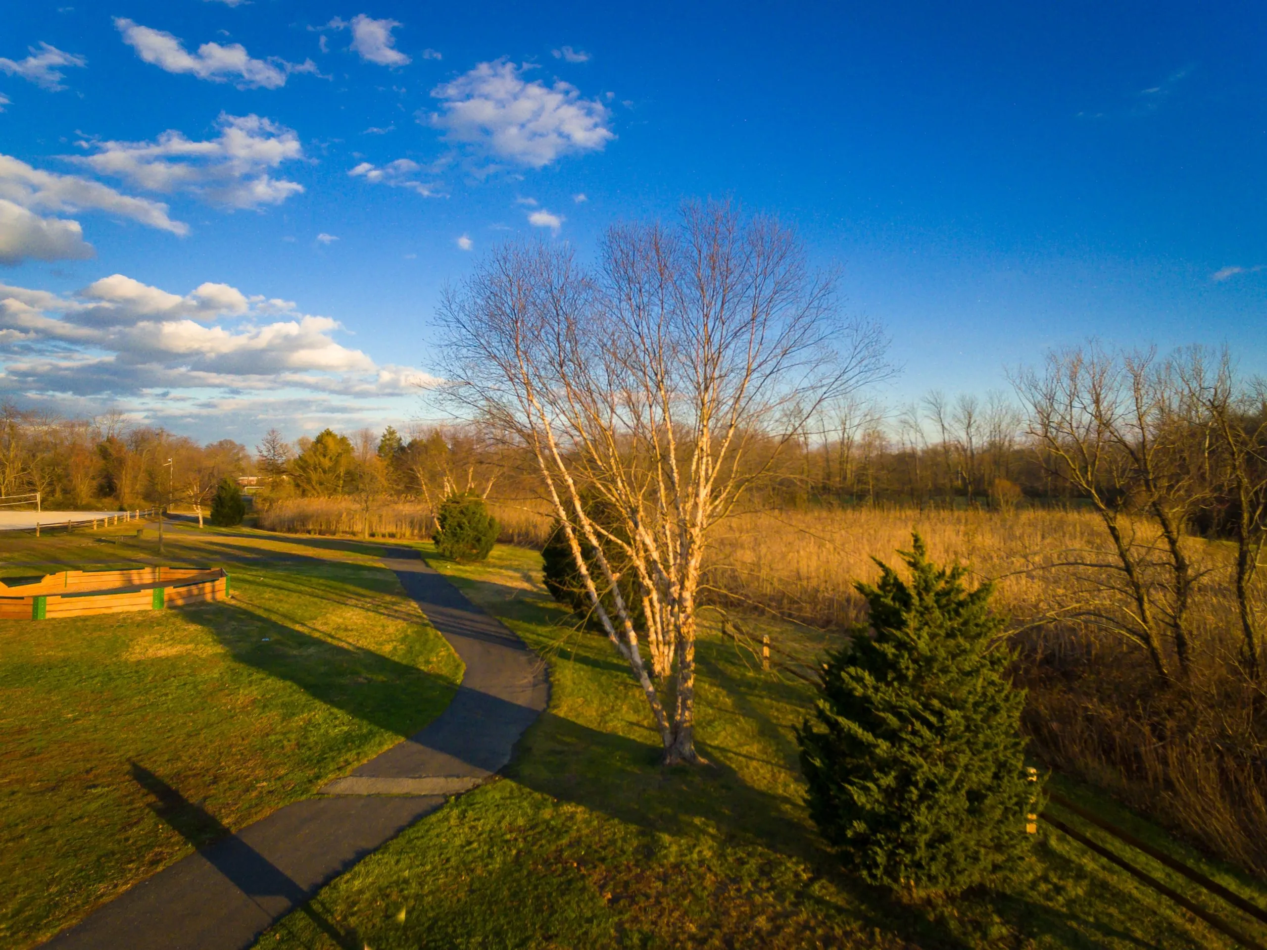 white-birch-tree-0035