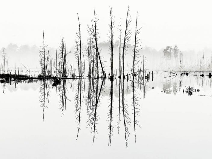 Goshen Pond - Cedars