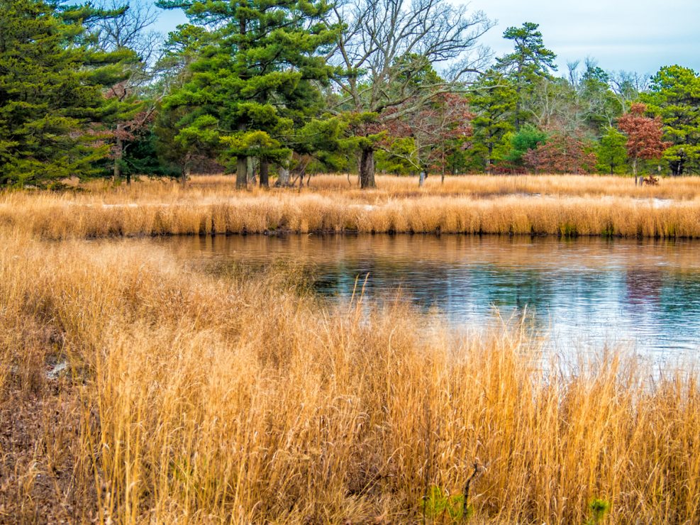 reeves-bog