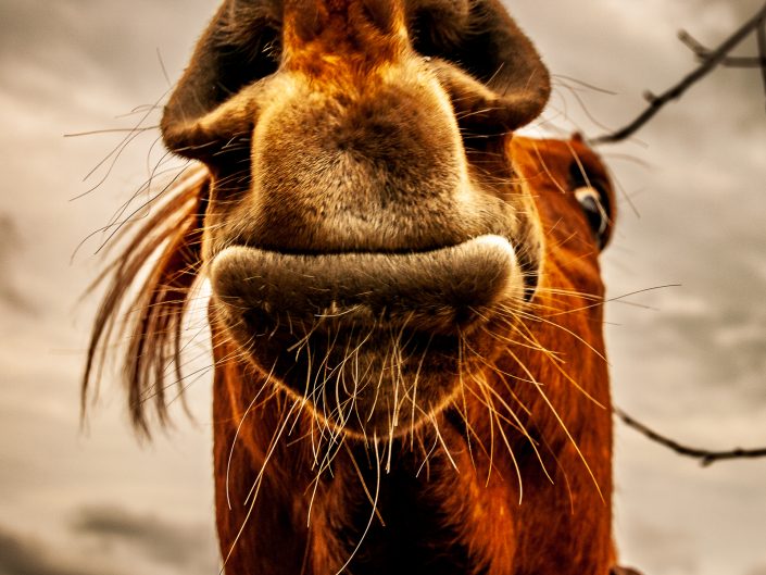 Local horse who liked me