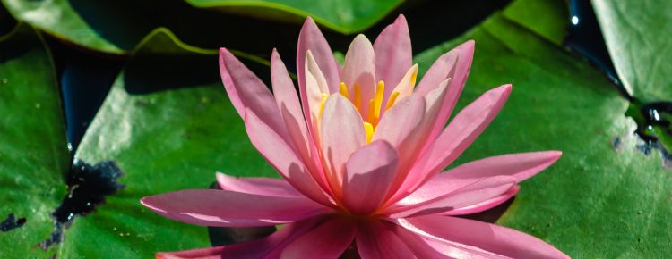 pine-lands-water-lily-0027
