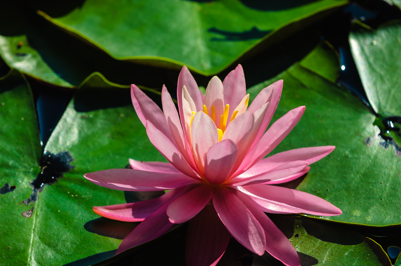pine-lands-water-lily-0027