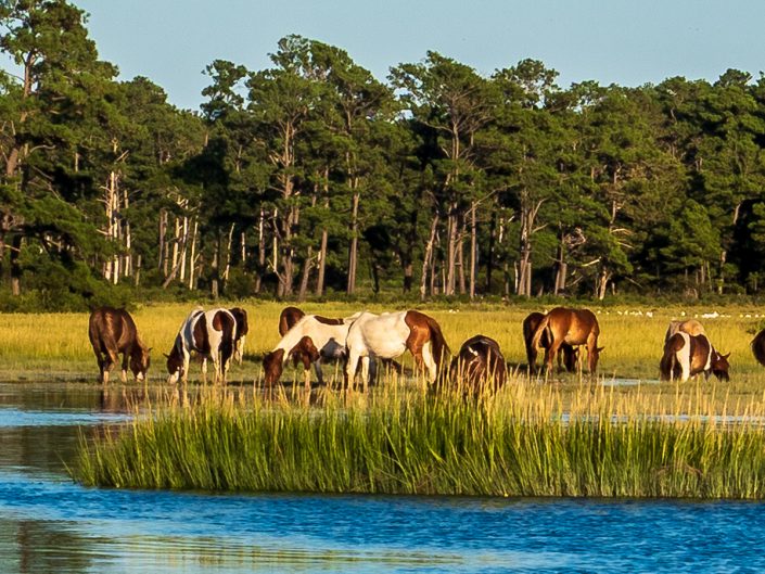 chincoteague Island ponies 3 photo