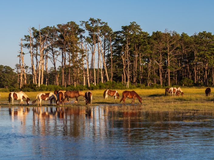 chincoteague Island ponies photo