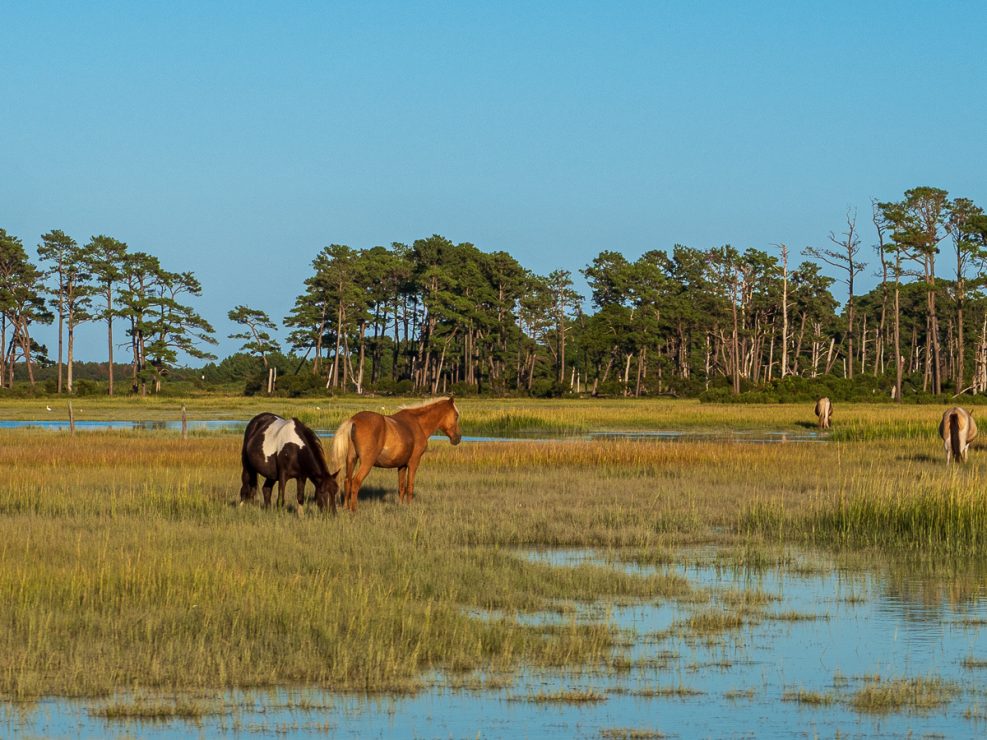 chincoteague Island ponies -2 photo