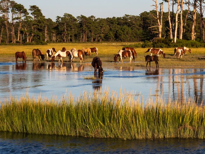 chincoteague Island ponies grazing photo