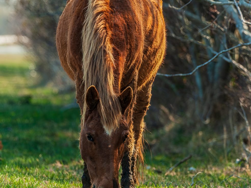 chincoteague ponies photographs