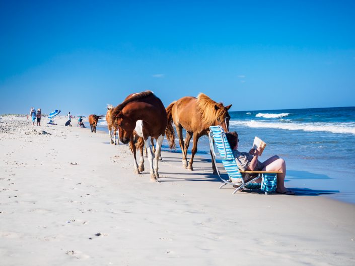 Assateague Island, ponies photo