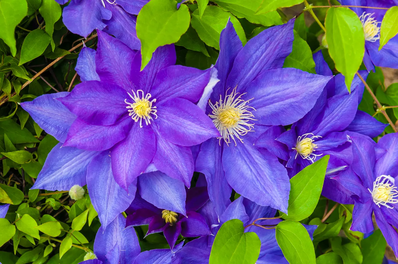 May Flowers - Louis Dallara Photography