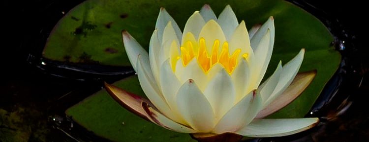 waterlily-white-8270013