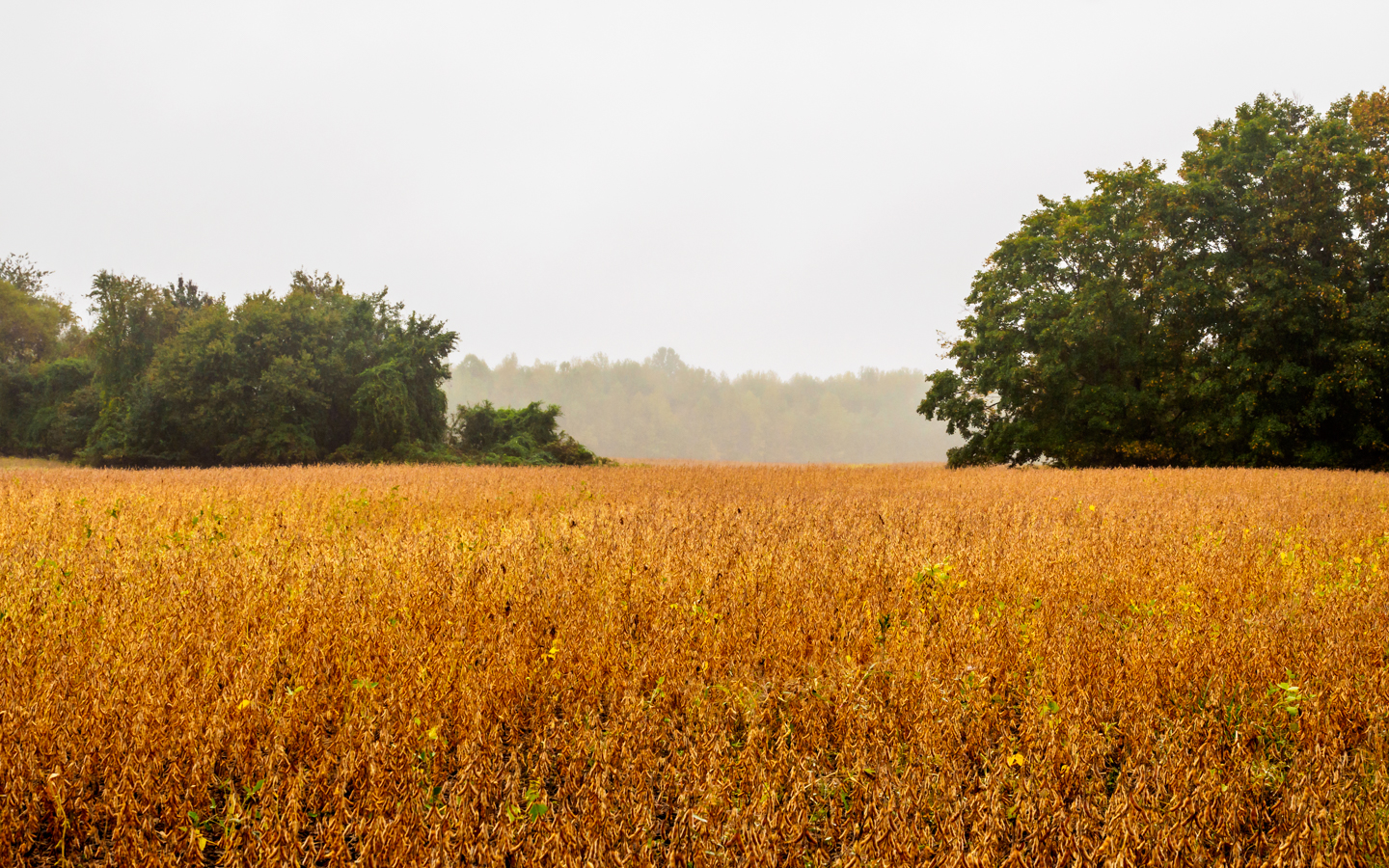 medford-cows-point-140033