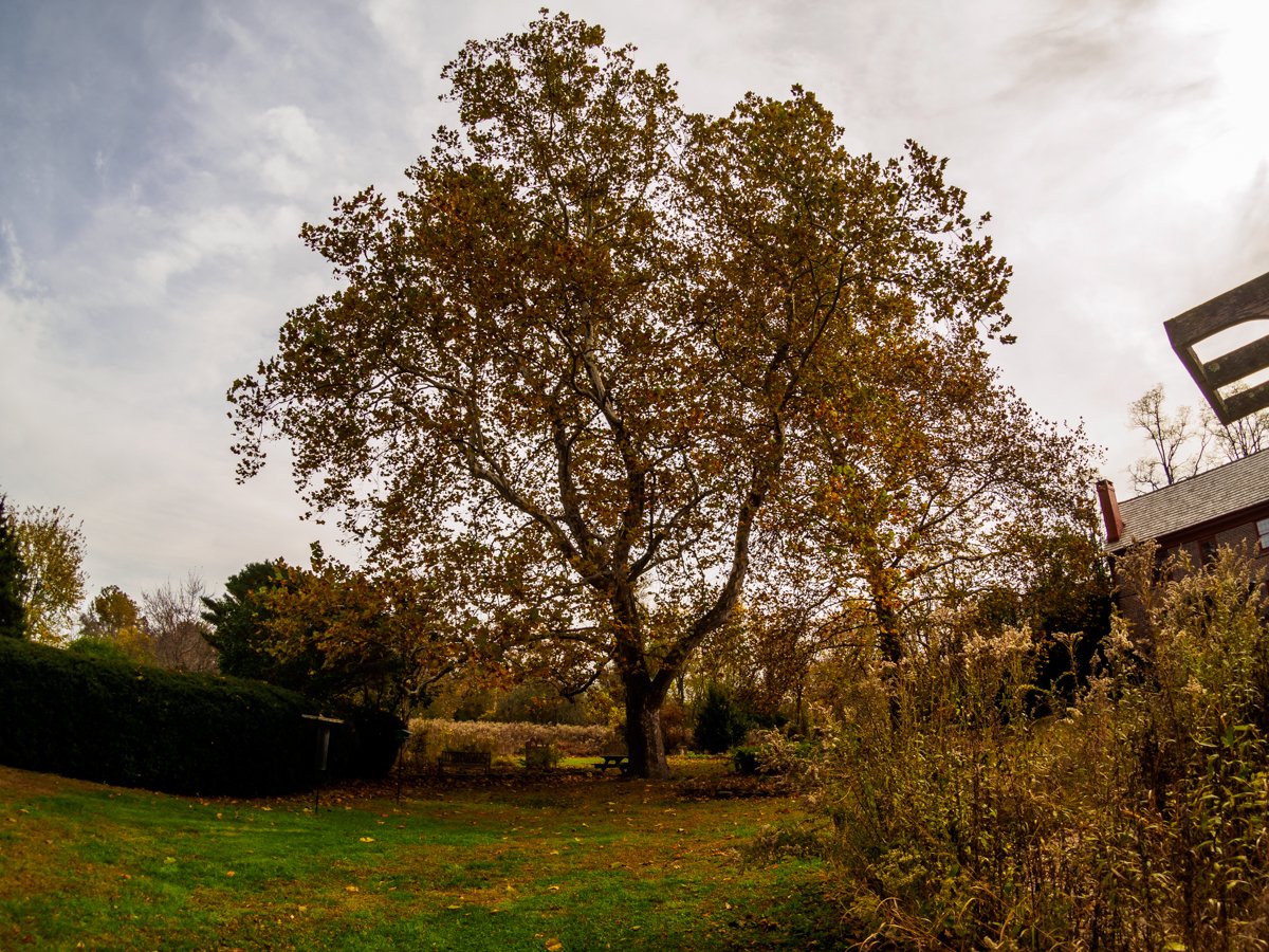 Beautiful old tree photograph