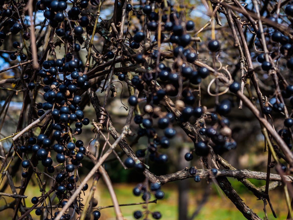 Hanging berries photo