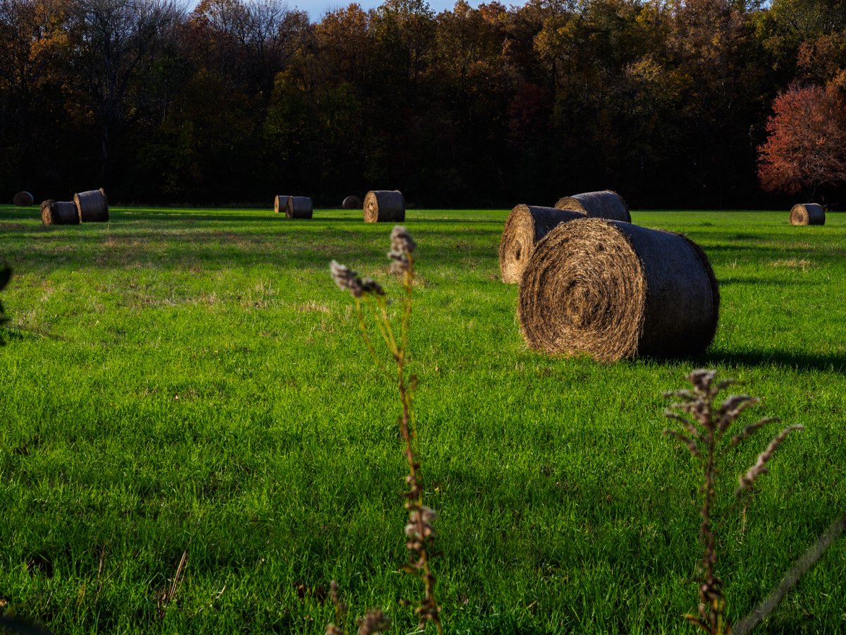 Wheat Grass Rolls photograph