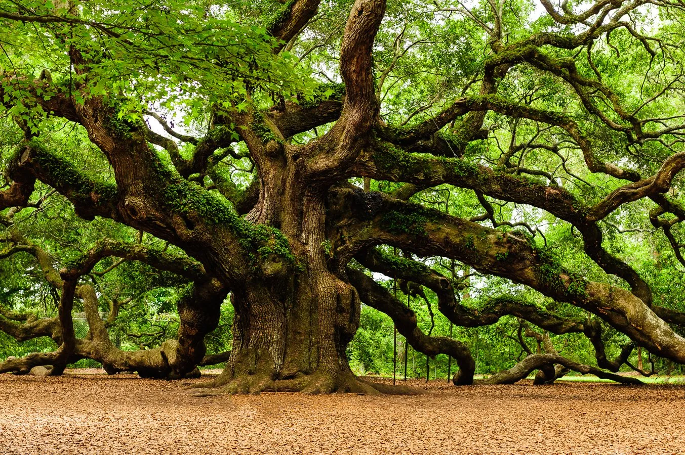 angel-oak-sale-4