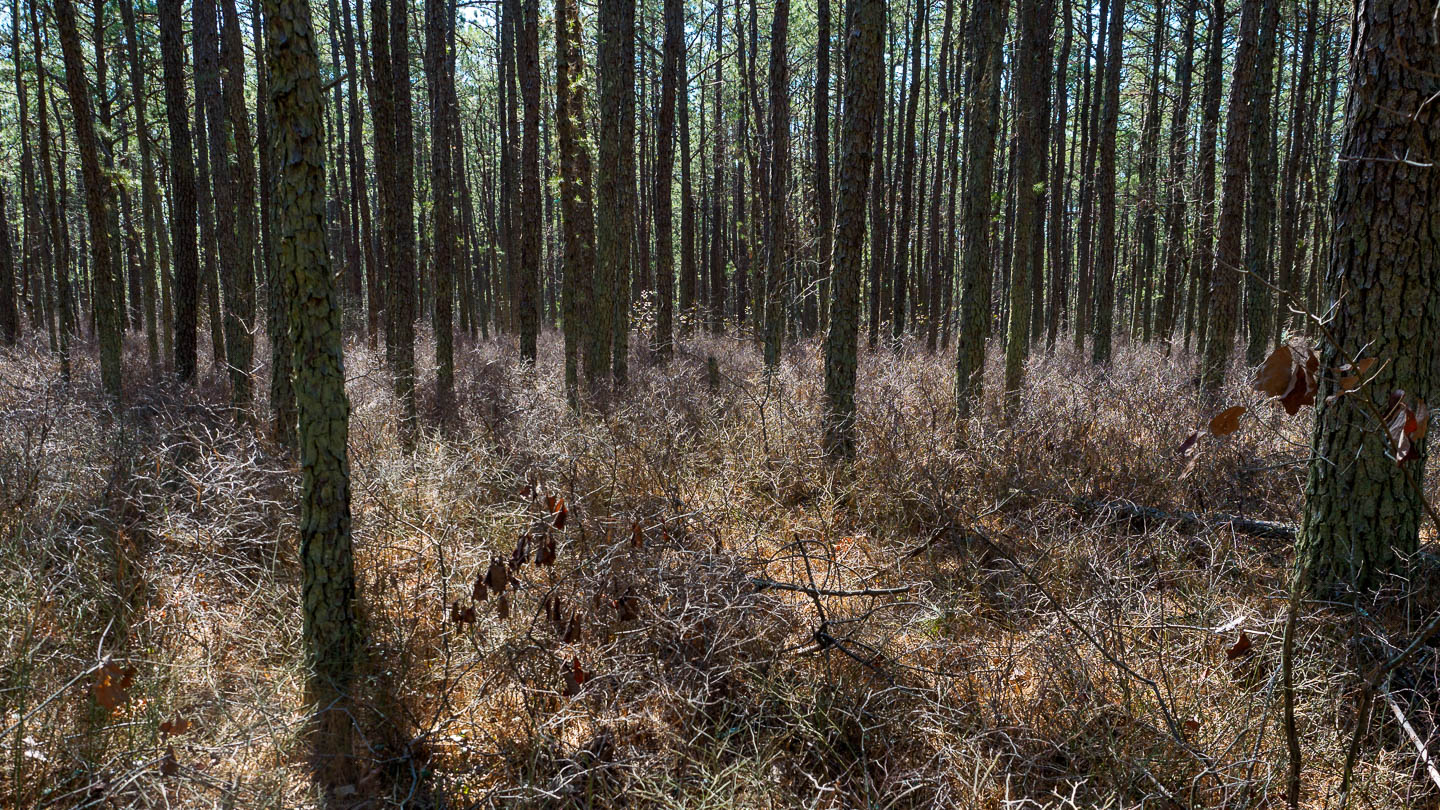 Franklin Parker Preserve