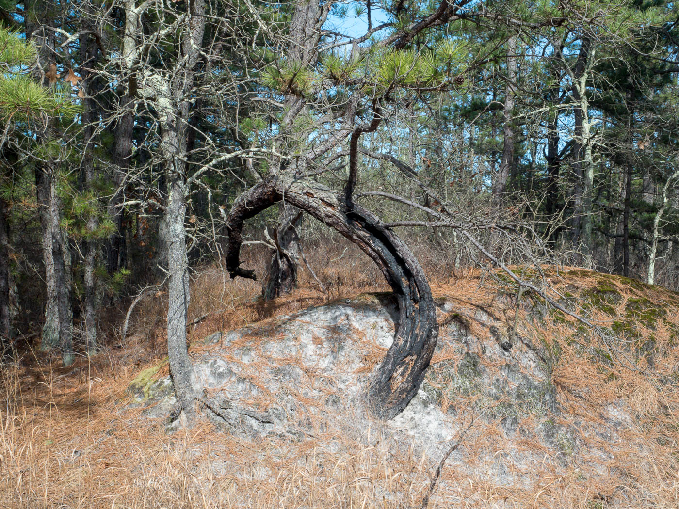 Pine Bareens of NJ