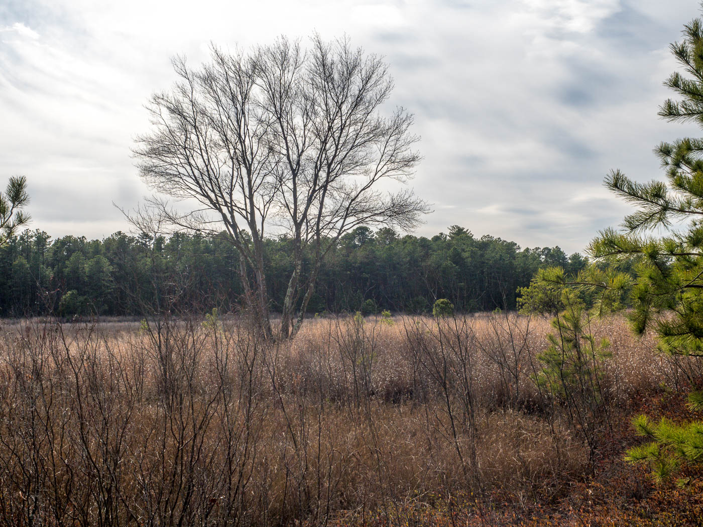 Photo of a Savanna in the Pines Lands NJ