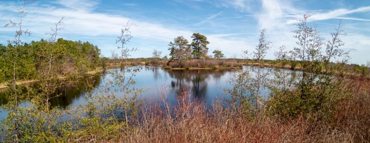 west-franklin-parker-preserve-trees