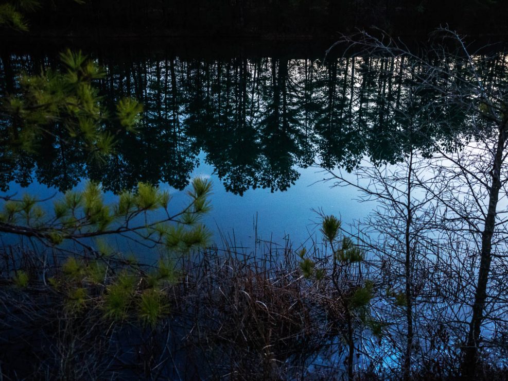 pine-land-reflections-2240497