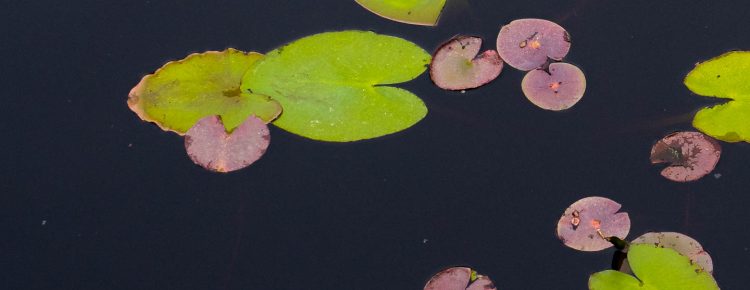 lily-pads-1