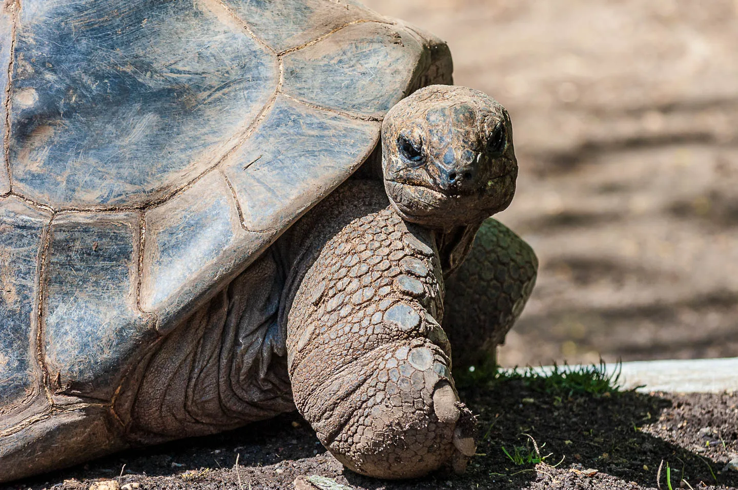 turtle-eye-photos-0046