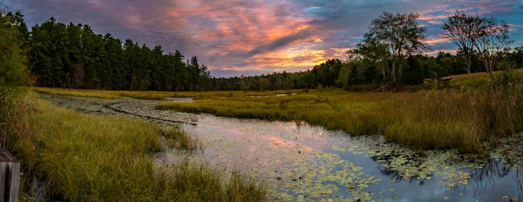 pano-in-the-pines-lands