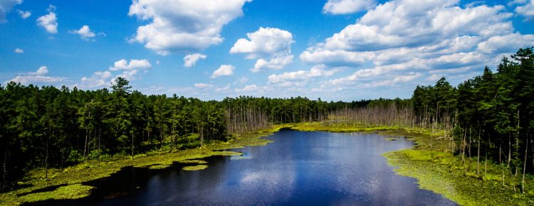 roberts-branch-pinelands-photo-0028