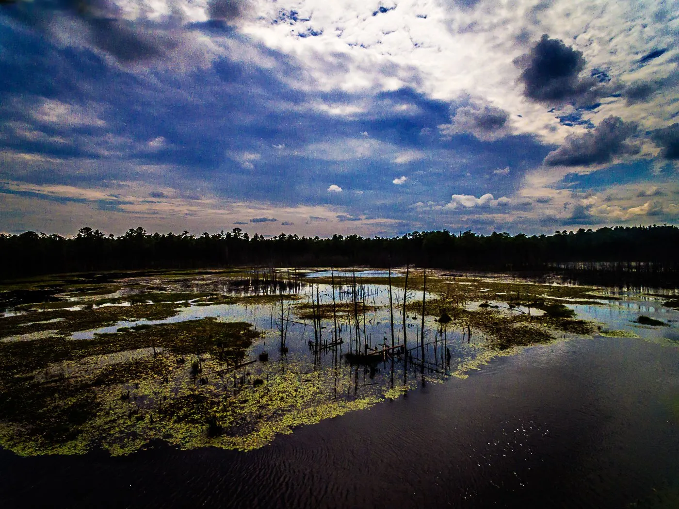 wharton-state-forest-photo-2