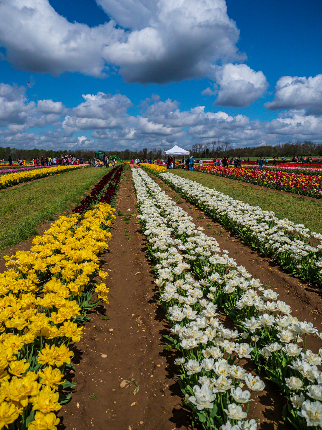 Holland Ridge Farms Tulip Festival
