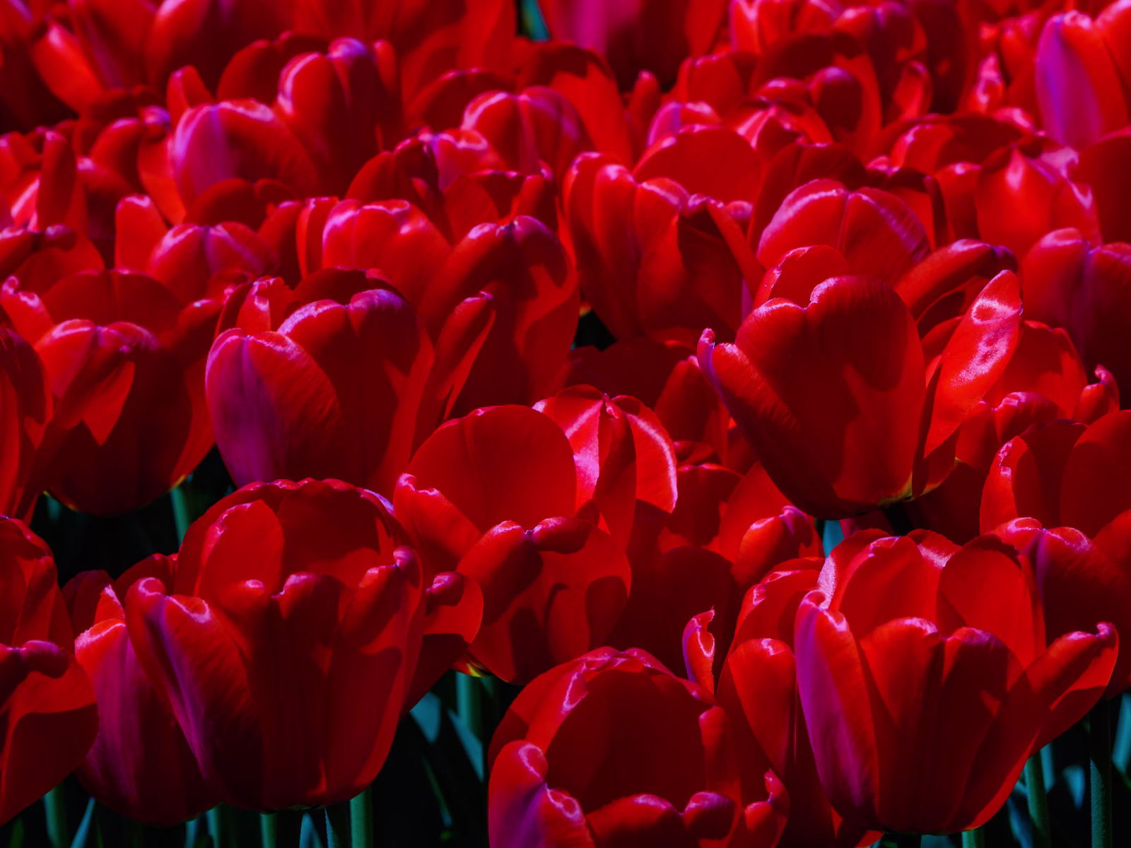 Tulips from 2014 at Longwood Gardens