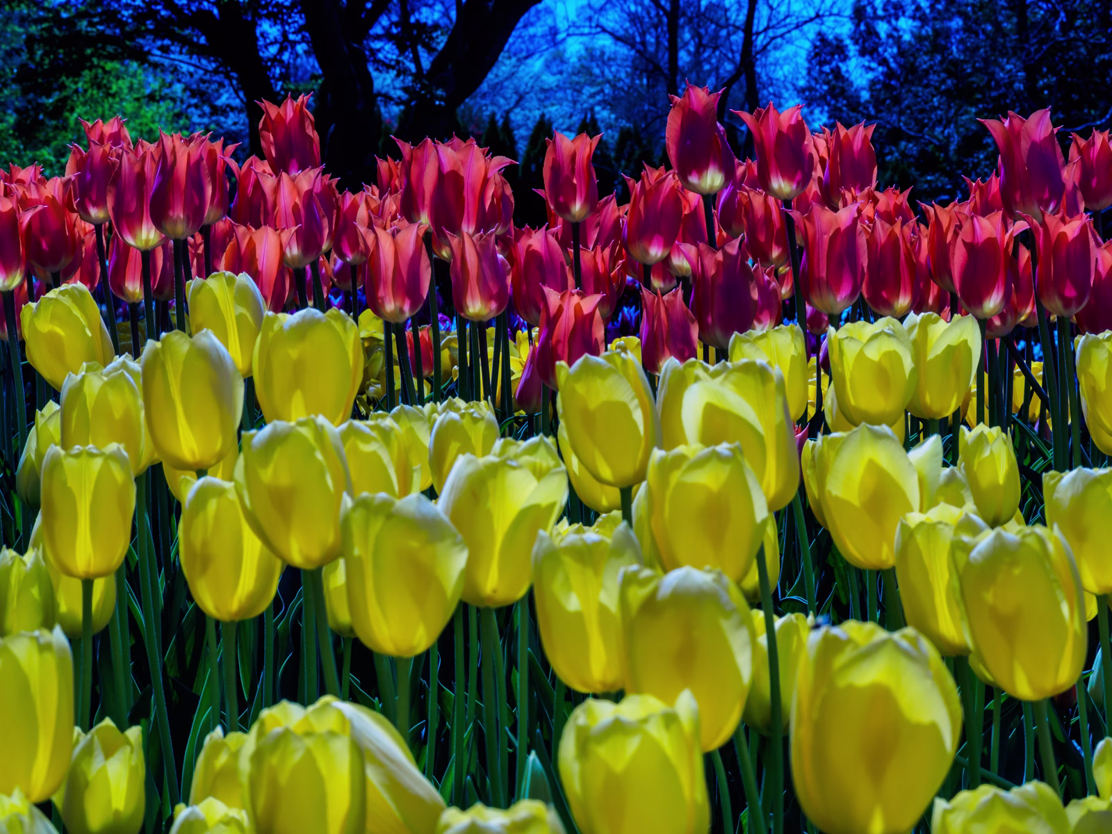 Tulips from Longwood Gardens PA