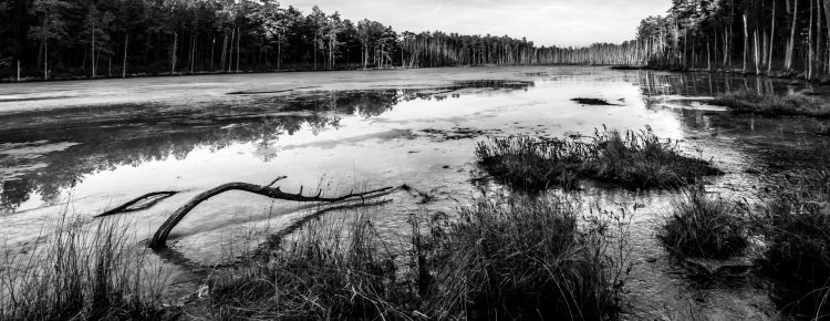 Roberts Branch Photo