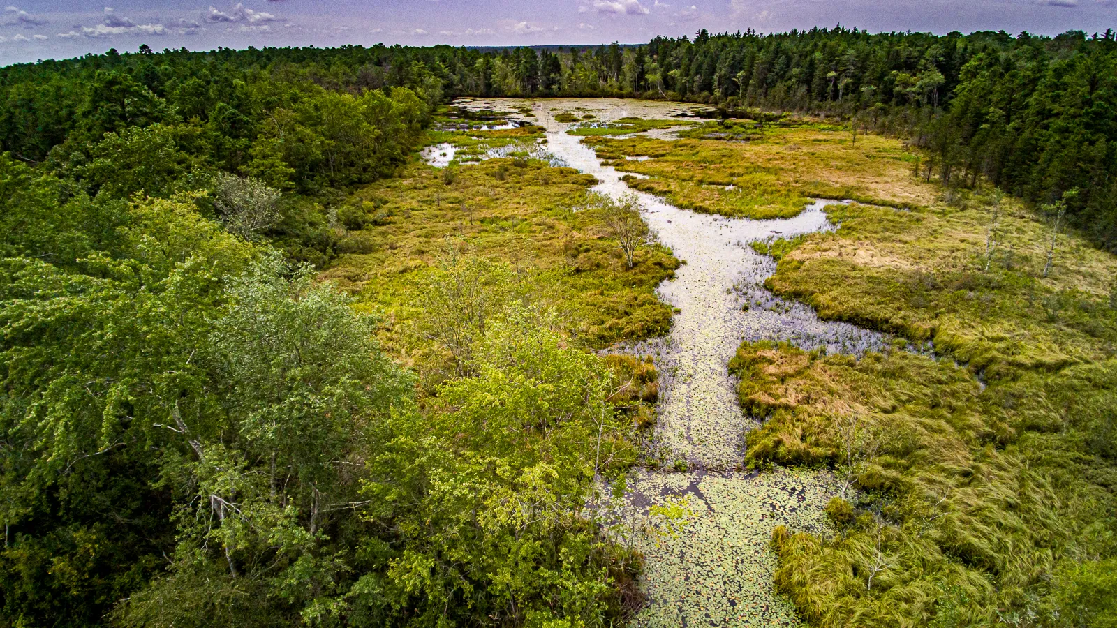 Photograph of the Pinelands at Friendship NJ