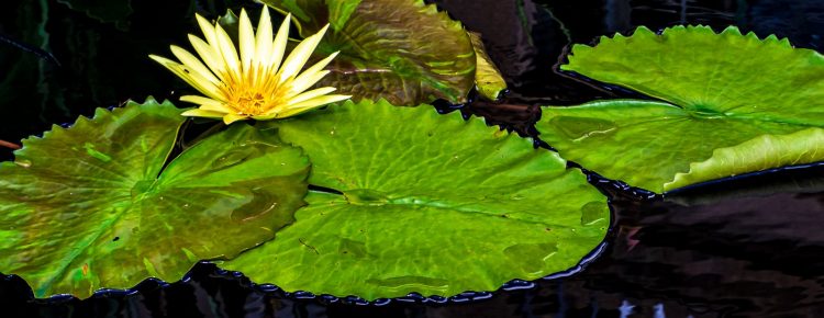 Yellow water lily photograph
