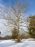 Wharton State Forest Tree Photo