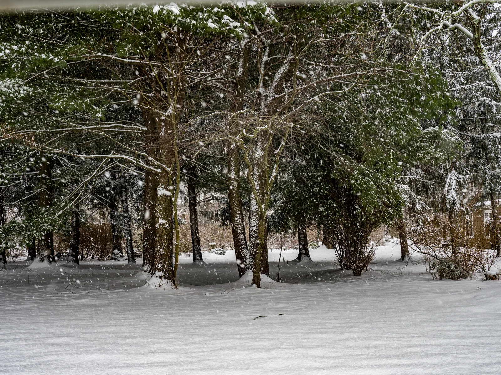 Winter at my backyard, Mount Laurel, NJ