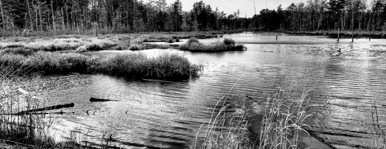 FPP Pinelands Landscape Photo 2