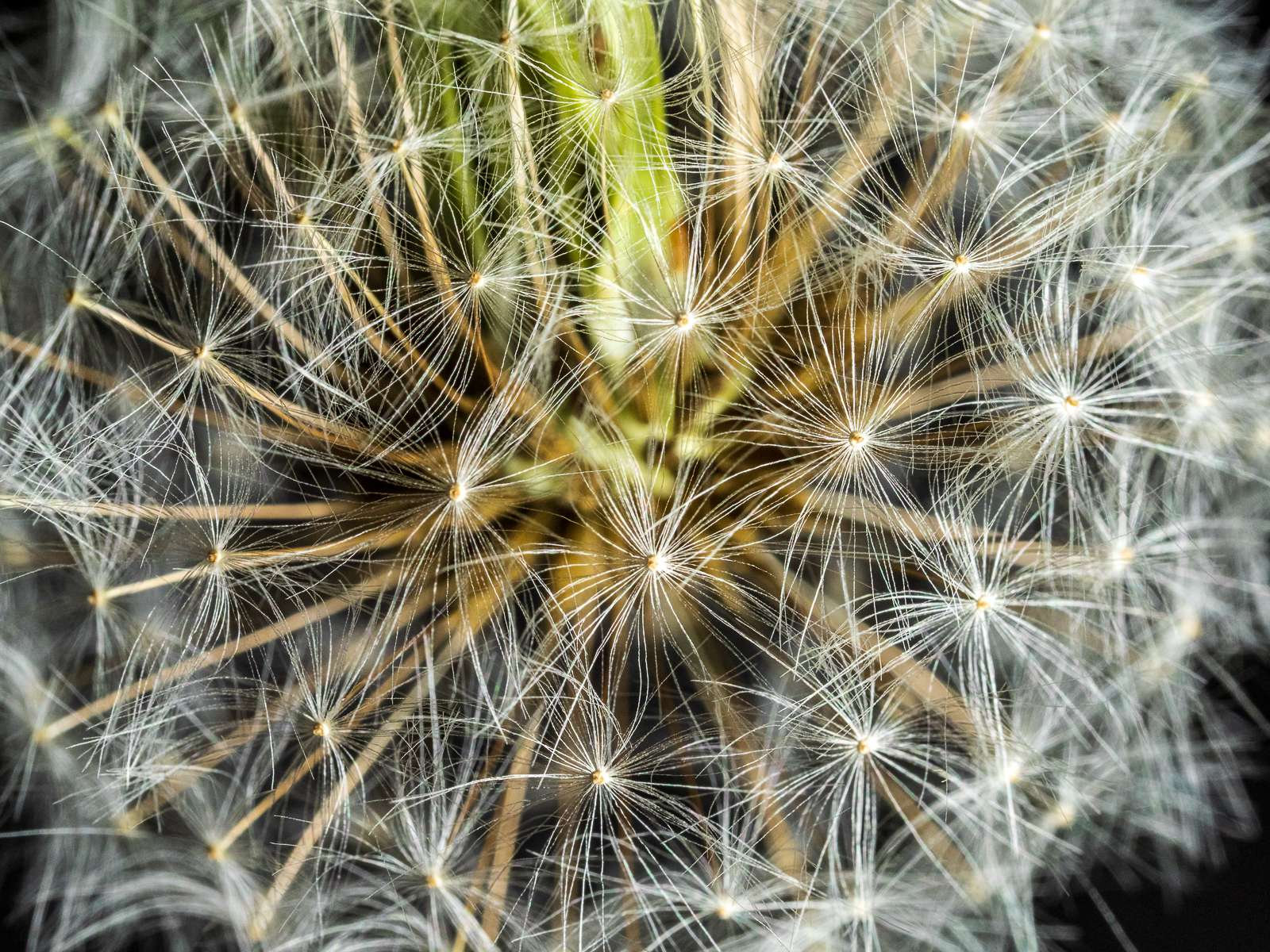 Dandelion Photo 4250075