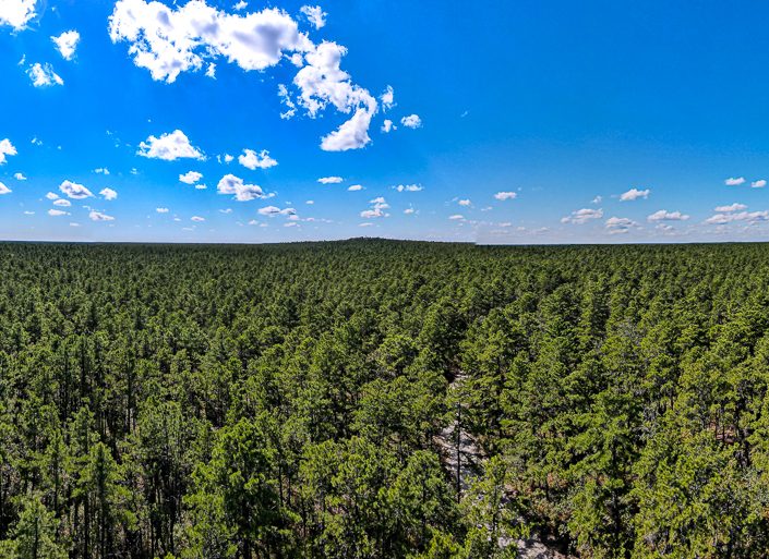 Pinelands Sky line panorama