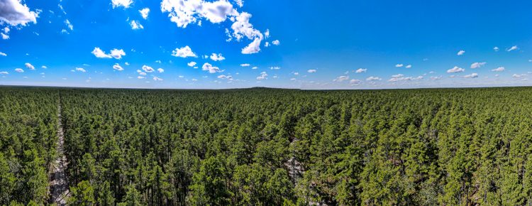 Pinelands Sky line panorama