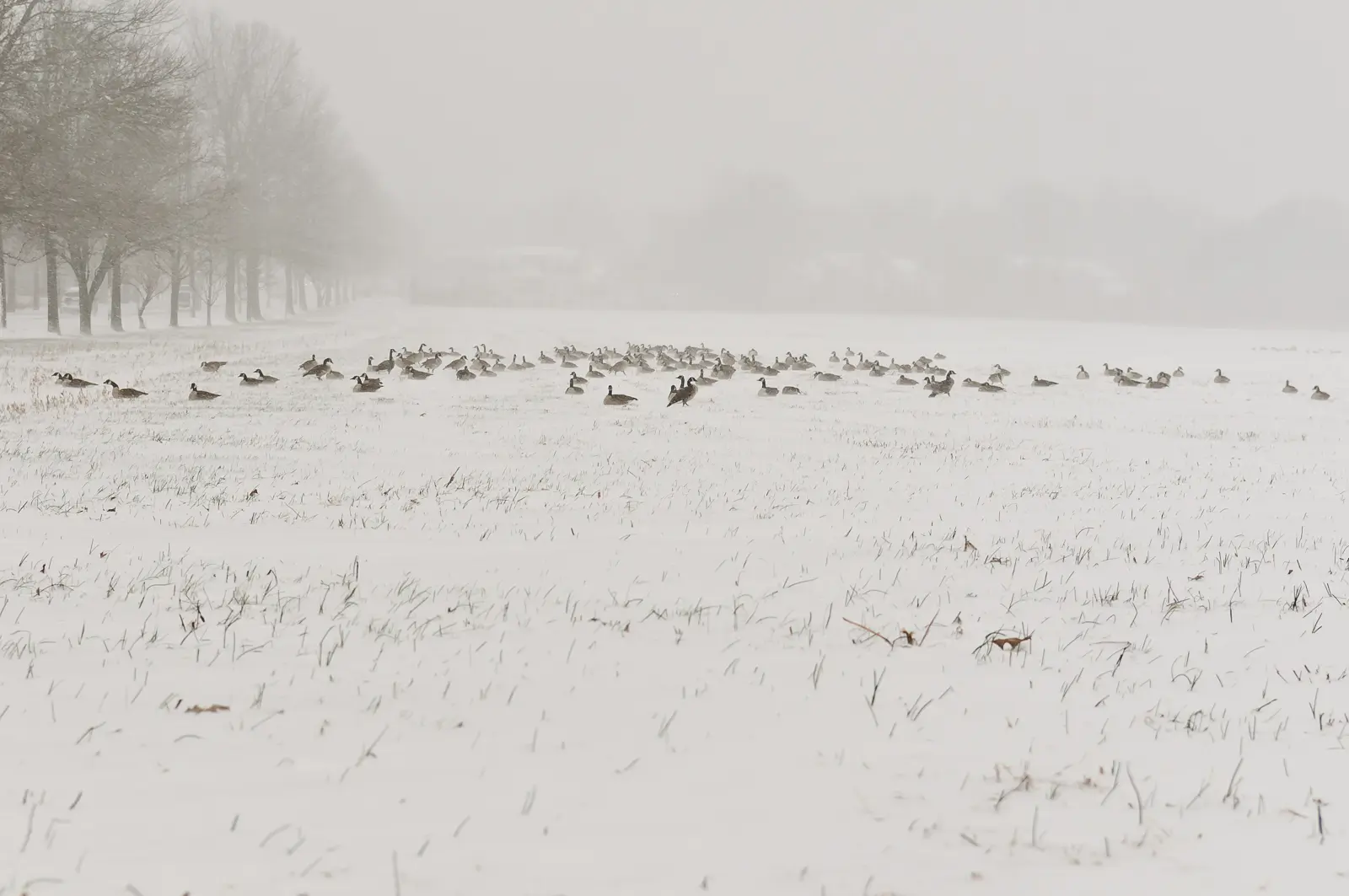 Geese in the snow