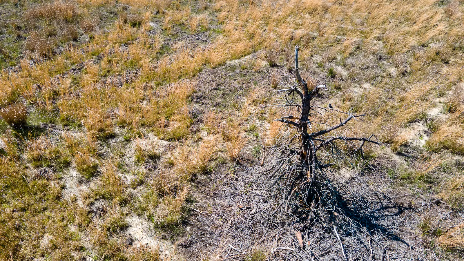 Lone Tree at Franklin Parker Preserve Landscape Photo