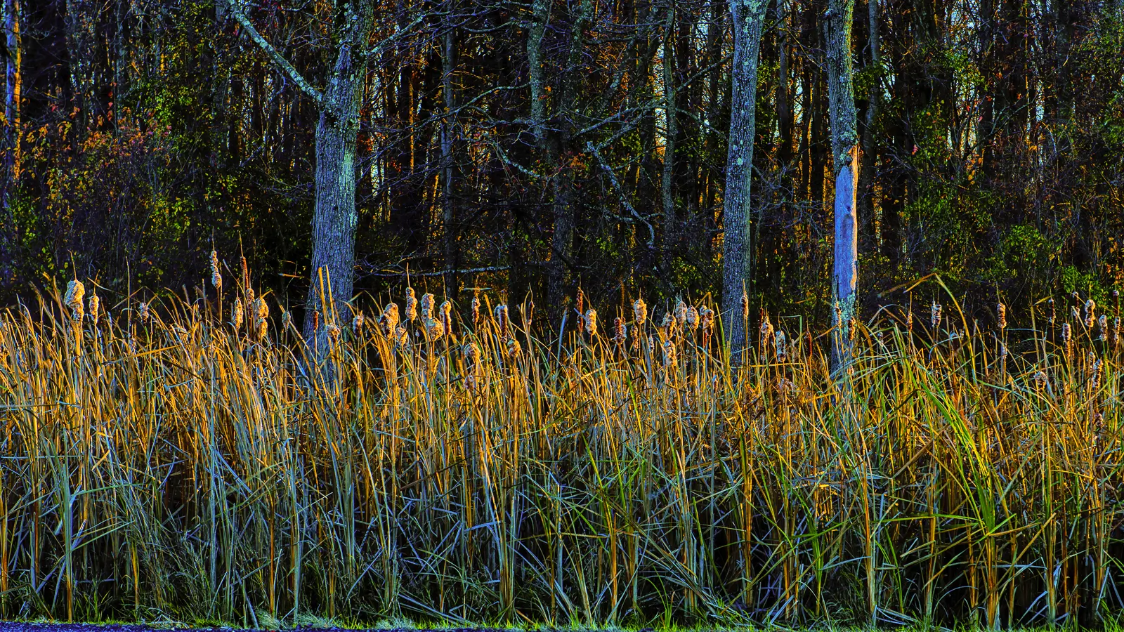bunch of cattails photos
