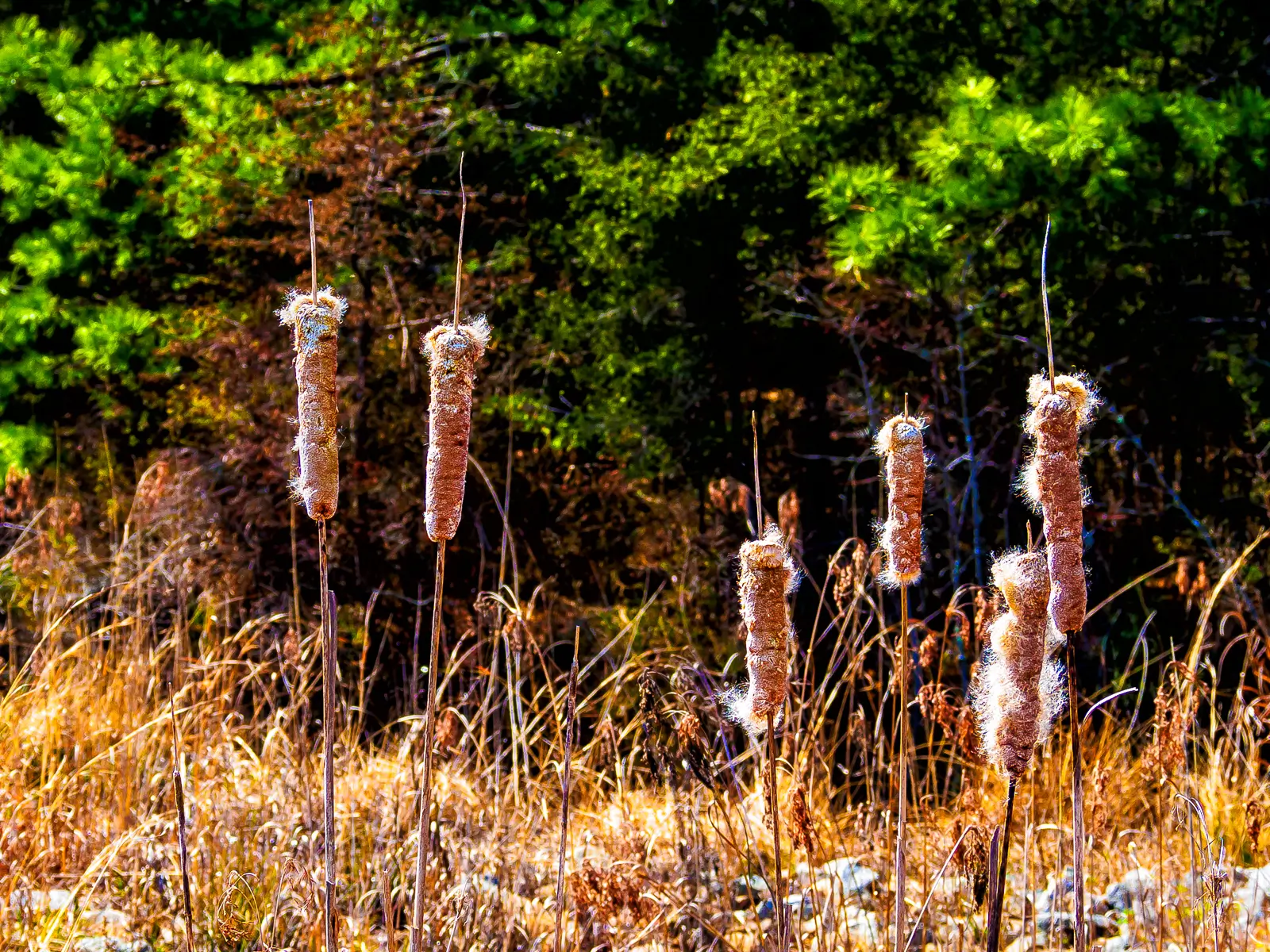 Standing alone cattails photograph