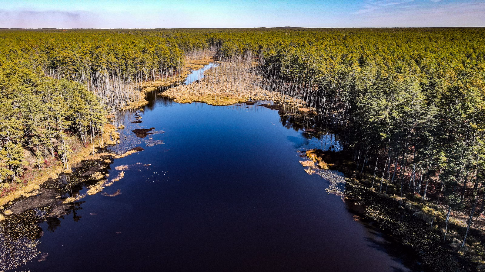 Wharton State Forest looking north in the piene lands photograph