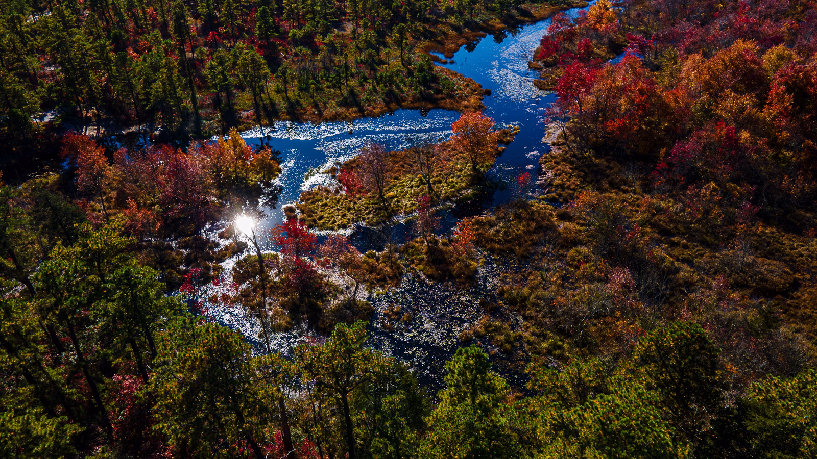 Photograph of the fall pinelands NJ