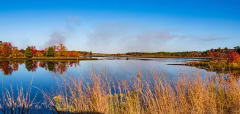 Whites-bog-pinelands photograph