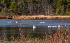 Photograph Tundra Swans at Whites bog NJ