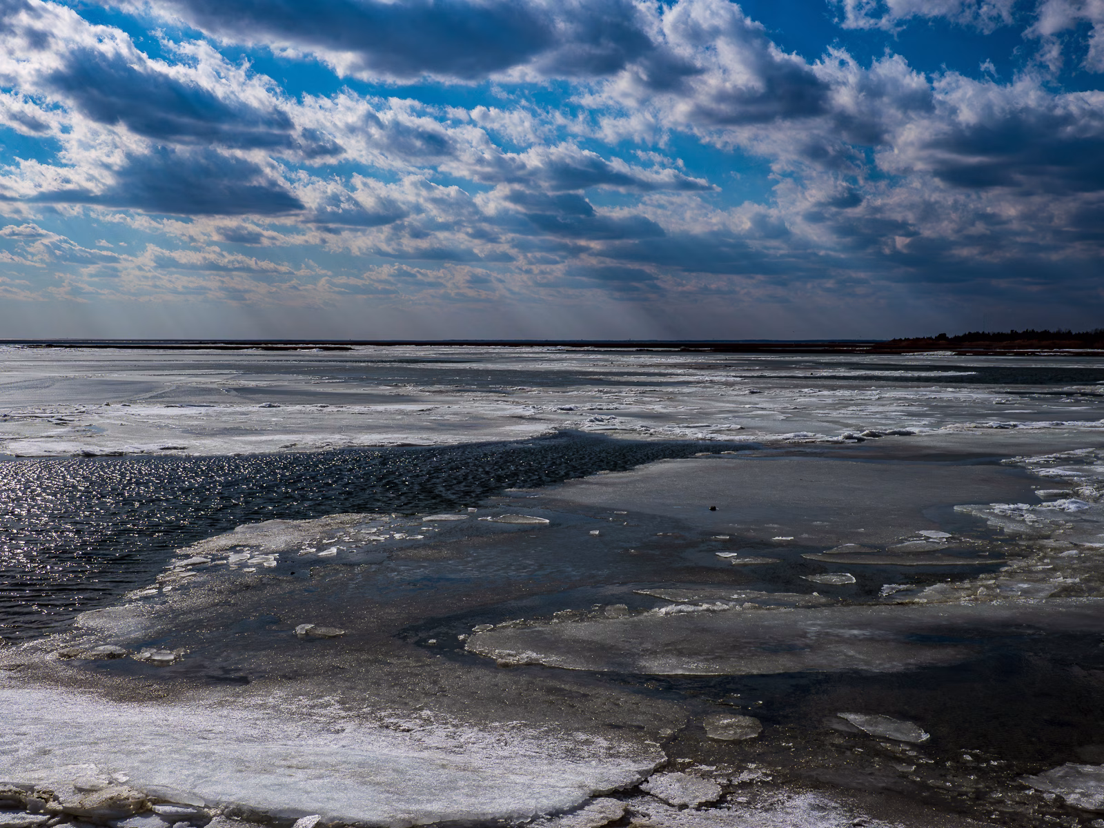 Lonely bird on beach in winter photo